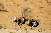 African Ostrich (Struthio camelus) couple parade in desert area in Kgalagadi transfrontier park, South Africa
