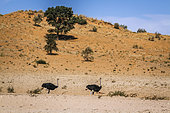 African Ostrich (Struthio camelus) couple in desert habitat scenery in Kgalagadi transfrontier park, South Africa