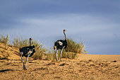 African Ostrich (Struthio camelus) couple walking on to of a sand dune in Kgalagadi transfrontier park, South Africa
