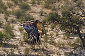 Kori bustard (kori) in flight with natural background in Kgalagadi transfrontier park, South Africa