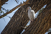 Pale Chanting-Goshawk (Melierax canorus) hidding in tree trunk in Kgalagadi transfrontier park, South Africa