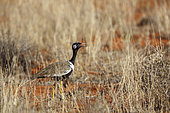White quilled Bustard (Afrotis afraoides) singing in grassland in Kgalagadi transfrontier park, South Africa
