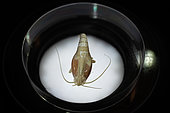 Abyssal shrimp (Rimicaris exoculata). Ifremer. The animal lives on the Mid-Atlantic Ridge, at a depth of 3500 m, near smokers, underwater volcanoes that provide the fauna with minerals and energy.