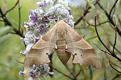 Oak hawk-moth (Marumba quercus), female, Cipières, Alpes-Maritimes, France