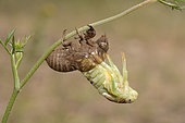 Common cicada (Lyristes plebejus) imaginal moult or emergence of the adult, Cipières, Alpes-Maritimes, France