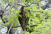 Honey bee (Apis mellifera) swarming in spring, Cipières, Alpes-Maritimes, France