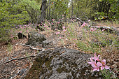 Parrotlily (Alstroemeria presliana) in Nothofagus undergrowth, Radal Siete Tazas National Park, VII Region del Maule, Chile