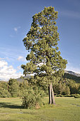 Austrocedrus or Chilean Incense-cedar (Austrocedrus chilensis), Cupressaceae endemic to Chile and Argentina, Radal Siete Tazas National Park, VII Region del Maule, Chile