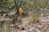 Orchid (Chloraea nudilabia), Orchidaceae endemic to Chile, Radal Siete Tazas National Park, VII Region del Maule, Chile