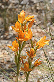 Orchid (Chloraea nudilabia), Orchidaceae endemic to Chile, Radal Siete Tazas National Park, VII Region del Maule, Chile