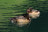 Tufted duck (Aythya fuligula) on the water in eclipse plumage