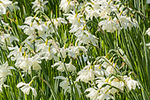 Triandrus daffodil Thalia (Narcissus triandrus Thalia)