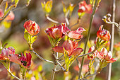 Flowering dogwood (Cornus florida) 'Cherokee Sunset'