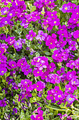 Purple rock cress (Aubrieta deltoidea) 'Cascade Rose'