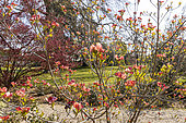 Flowering dogwood (Cornus florida) 'Cherokee Sunset'