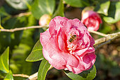 Japanese Camellia (Camellia japonica) 'Can Can' AUS 1956