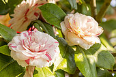 Japanese Camellia (Camellia japonica) 'Angela Cocchi' Breeder: Italy 1856