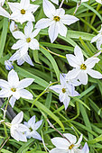 Spring Starflower (Tristagma uniflorum) 'White Star'