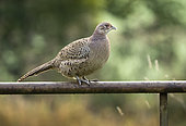 Pheasant (Phasianus colchicus) perched on a fence, England