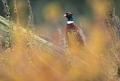 Pheasant (Phasianus colchicus) perched on a log, Engalnd