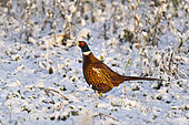 Pheasant (Phasianus colchicus) walking amongst snow, England
