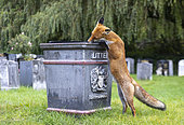 Red fox (Vulpes vulpes) smelling a bin, England