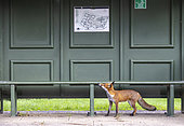 Red fox (Vulpes vulpes) standing near a bus shelter, England