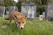 Red fox (Vulpes vulpes) standing in a cemetery, England