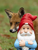 Red fox (Vulpes vulpes) standing behind a garden Gnome.