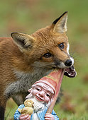 Red fox (Vulpes vulpes) chewing the head of a garfen gnome, England
