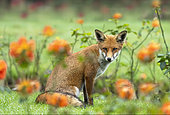 Red fox (Vulpes vulpes) standing amongst roses, England