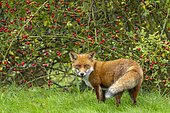 Red fox (Vulpes vulpes) standing under rose hip (Rosa canina) bush