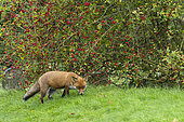 Red fox (Vulpes vulpes) standing near rosehips, England