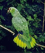 Red-lored Parrot (Amazona autumnalis) on a branch