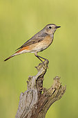 Common Redstart (Phoenicurus phoenicurus), side view of an adult female perched on a dead trunk, Campania, Italy