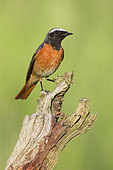Common Redstart (Phoenicurus phoenicurus), front view of an adult male perched on a dead trunk, Campania, Italy