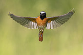 Common Redstart (Phoenicurus phoenicurus), front view of an adult male in flight, Campania, Italy