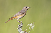 Common Redstart (Phoenicurus phoenicurus), side view of an adult female perched on a branch, Campania, Italy