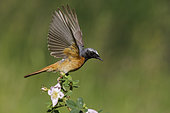 Common Redstart (Phoenicurus phoenicurus), side view of an adult male at take-off, Campania, Italy