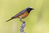 Common Redstart (Phoenicurus phoenicurus), side view of an adult male perched on a branch, Campania, Italy