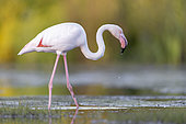 Greater Flamingo (Phoenicopterus roseus), side view of an adult standing in a swamp, Campania, Italy