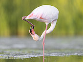 Greater Flamingo (Phoenicopterus roseus), adult cleaning its feet, Campania, Italy