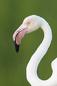 Greater Flamingo (Phoenicopterus roseus), adult close-up, Campania, Italy