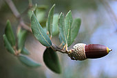 Hilly oak (Quercus ilex) acorn in autumn, Vaucluse, France