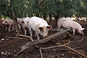 Pigs of wide white breed and duroc outdoor, Vaucluse, France