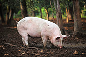 Pig of wide white breed and duroc outdoor, Vaucluse, France