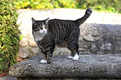 Cat standing on a stone bench