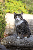 Cat sitting on a stone bench
