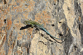 Thin Tree Iguana or Jewel lizard (Liolaemus tenuis), Liolaemidae endemic to Chile and Argentina, male individual, Cobquecura, Nuble Region,