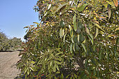 Avocados in a plantation, La Cruz, Valparaiso Region, Chile